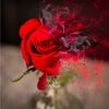 rosekillthrift